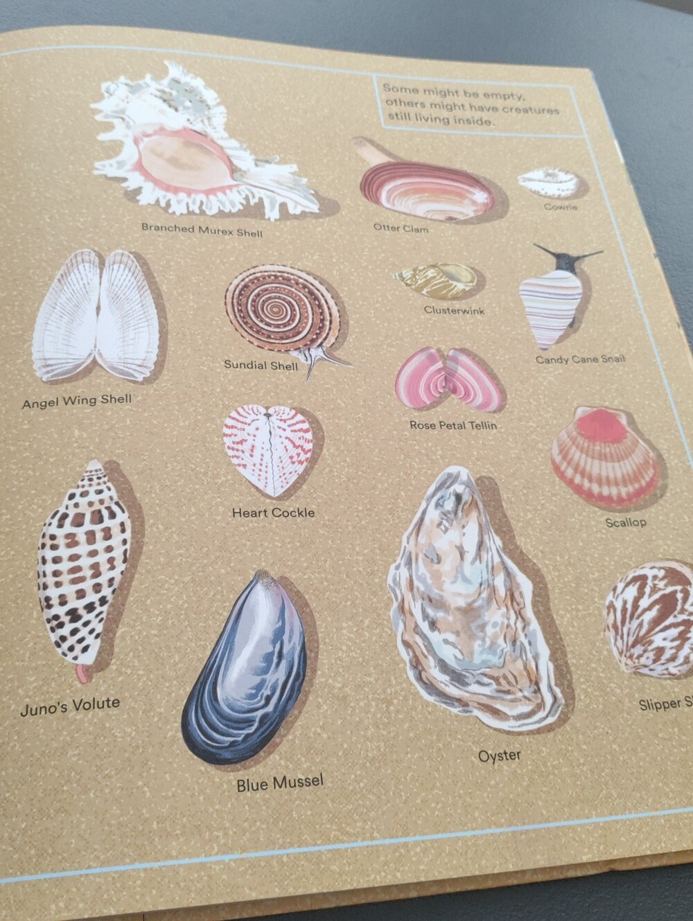 What a Shell Can Tell - Picture 14 of 16